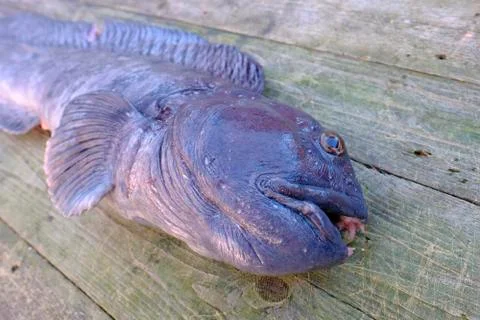 Big catfish lying on the table Stock Photos