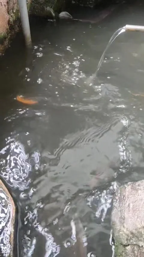 Big Catfish Maneuver Stock Footage 276477947