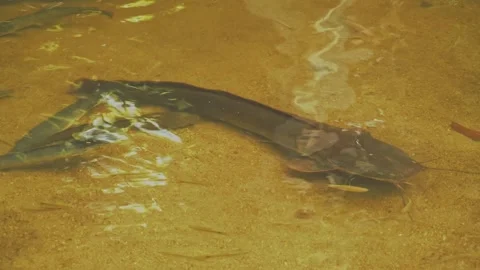 The big catfish in shallow clear water Stock Footage 332397220