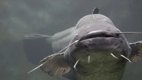 Big catfish swimming to camera, open mouth, long whiskers  Stock Footage