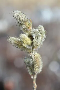 Big catkin willow Stock Photos