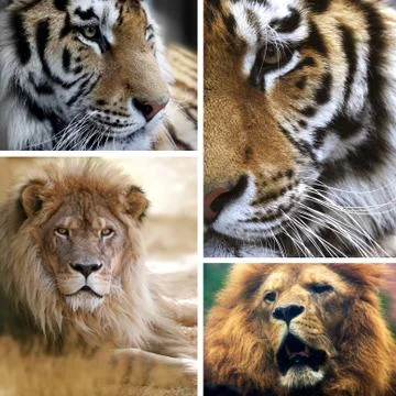 Big cats collage Stock Photos