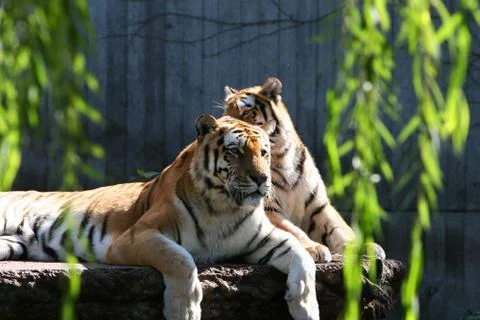 Big cats Foto stock