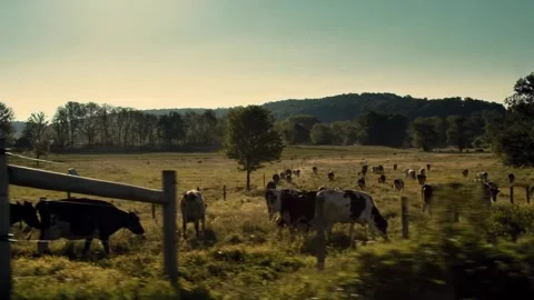 Big cattle ranch cinematic Stock Footage 244028527