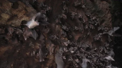 Big cave wall of flying foxes scattering away in fear. Dark habitat of bats in Stock Footage 234160621