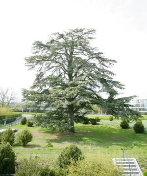 A big cedar tree in park on spring Stock Photos