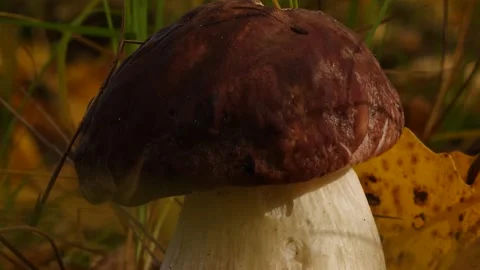 Big cep mushroom close-up Stock Footage 301991163
