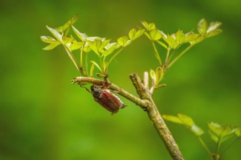Big chafer beetle on the tree at spring Stock Photos