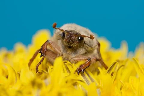 The big Chafer Stock Photos