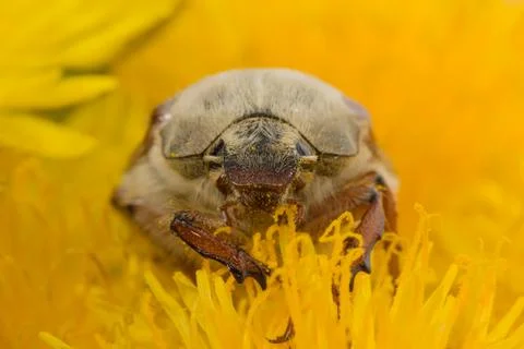 The big Chafer Stock Photos