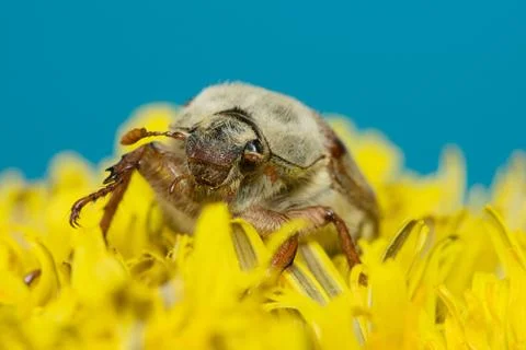 The big Chafer Stock Photos