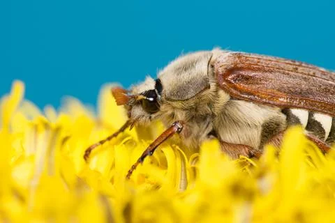The big Chafer Stock Photos