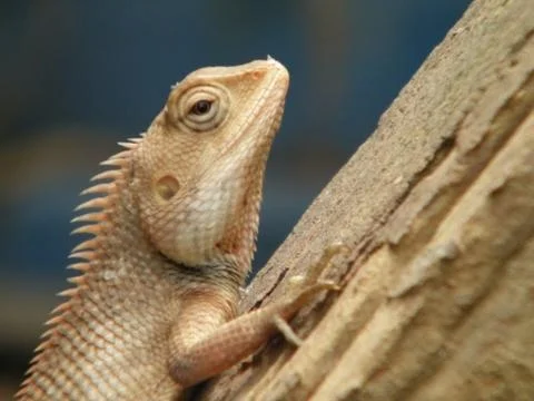 The big  chameleon Stock Photos