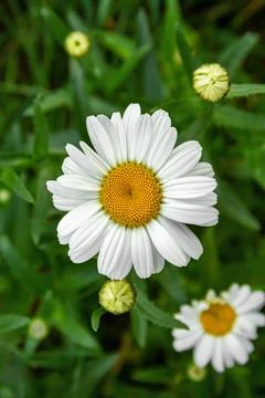 Big chamomile Stock Photos