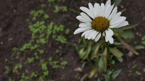 Big Chamomile sways in the wind in an autumn garden. White petals macro Stock Footage 119596309