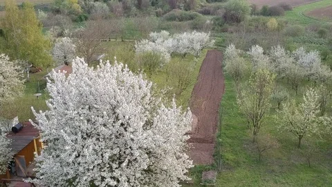 Big cherry blossom tree in small country farm shot from drone Stock Footage 88585261