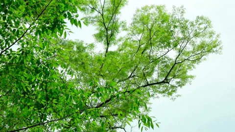 Big cherry blossoms are green in the spring scene. Video stock 145348740