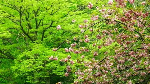 Big cherry blossoms are green in the spring scene. Video stock 145348741