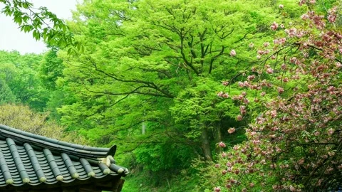 Big cherry blossoms are green in the spring scene. 스톡 동영상 145348768