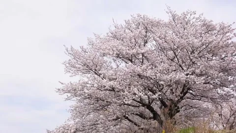Big cherry tree. Stock Footage 260581574