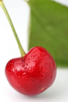 Big cherry on white background Stock Photos