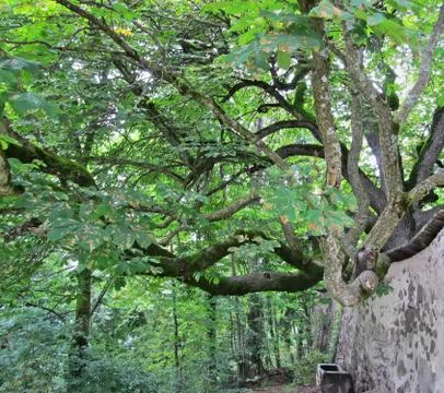 Big chestnut tree Stock Photos