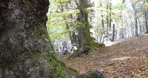 Big chestnut trees in autumn Stock Footage 82364380