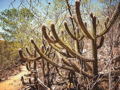 Big chic-chic cactus by the roadside. Stock Photos