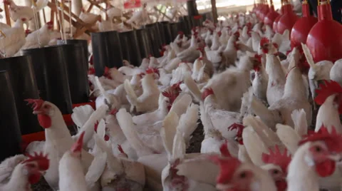 Big chicken farm Video stock 39844848