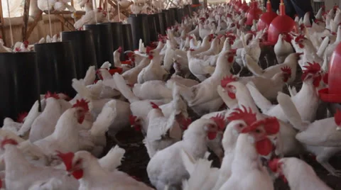 Big chicken farm Stock Footage 39844894