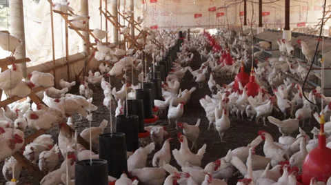 Big chicken farm Video stock 39844978