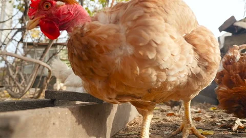 Big chicken walks in front of the camera Stock Footage 101054653