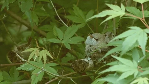 Big chicks get fed Anna's Hummingbird Nest and Chicks Oregon 11 Stock Footage 81588729