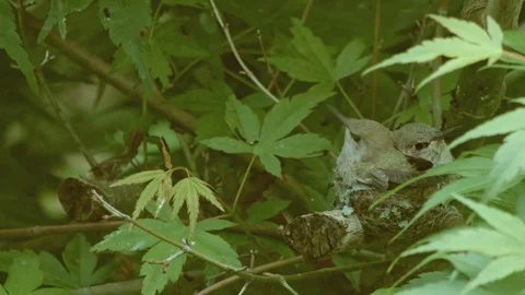 Big chicks run out of room in the nest siblings fight 1 Anna's Hummingbird Nest Stock Footage 81588543