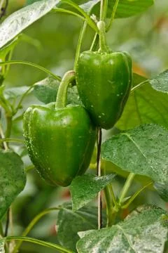 Big chilli Stock Photos