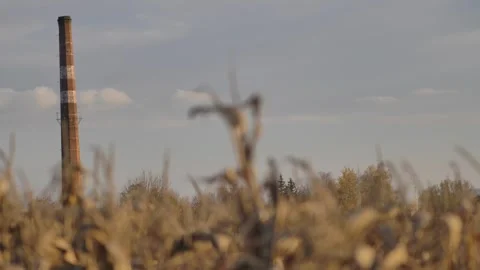 Big chimney from behind the cornfield 2 Stock Footage 244710161