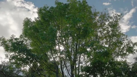 A big Chinese ash tree shaken by a strong wind Stock Footage 341007541