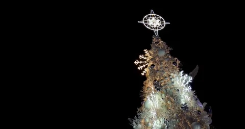 A big christmas tree Stock Footage 260346771