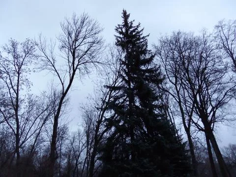 Big Christmas Tree Foto stock