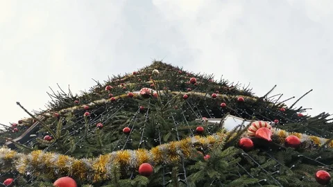 Big christmas tree view from the bottom to the top Stock Footage 125054482