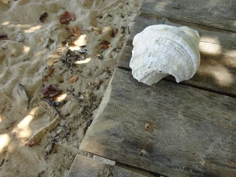 A Big Chunky Shell Found in White Sand Beach in North Maluku, Indonesia Stock Photos