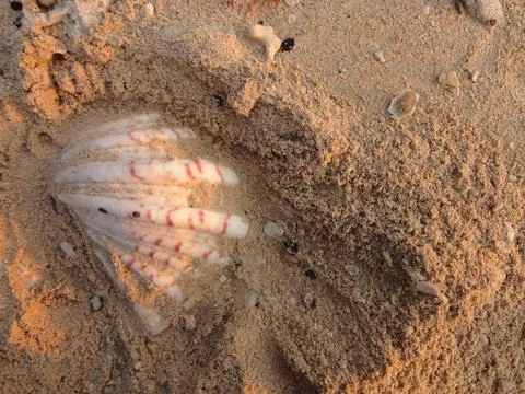 A Big Chunky Shell Found in White Sand Beach in North Maluku, Indonesia Stock Photos