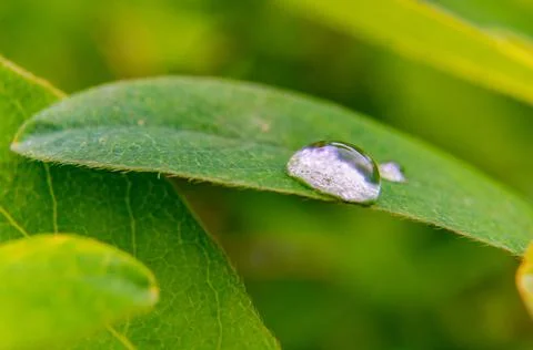 Big clear rain water drop on the wide dark green leaf Stock Photos