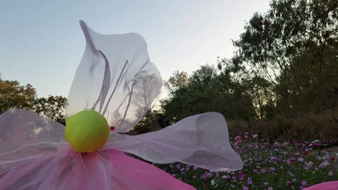 Big, clear, thin flowers Stock-Footage 260588650