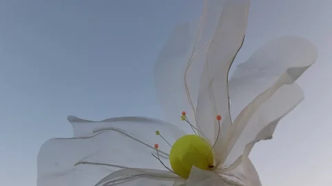 Big, clear, thin, flowing flowers Stock Footage 260589045