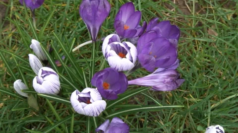Big close up above purple Crocus-04 Stock Footage 35859414