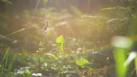Big close-up, camera movement in the grass. Sun-blessed grass. When a small Stock Footage 188307095
