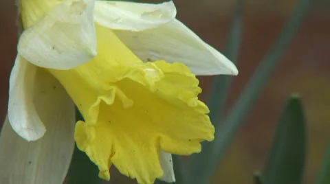 Big close up dwarf daffodils in flower bed-09 Stock Footage 35596652