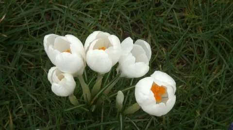 Big close up looking down on white Crocus-07 Video stock 35859335