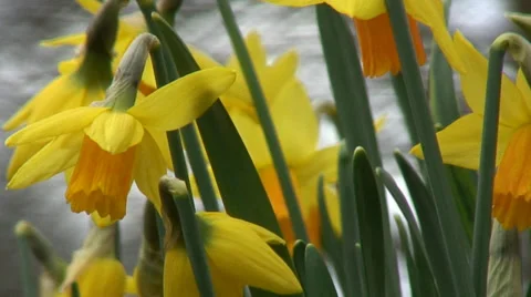 Big close up mass of Daffodils-09 Stock-Footage 35859351